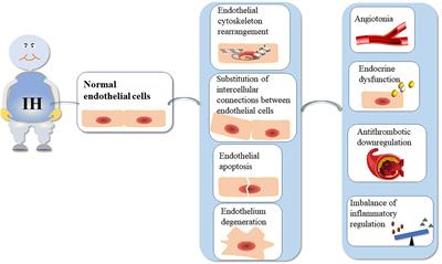 Neuropeptide Y: An Update on the Mechanism Underlying Chronic Intermittent Hypoxia-Induced Endothelial Dysfunction